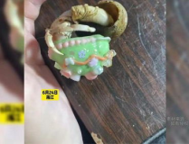 网红龟换壳,见证生命的蜕变与重生