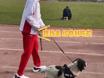 警犬 小姐姐,忠诚守护，智慧同行